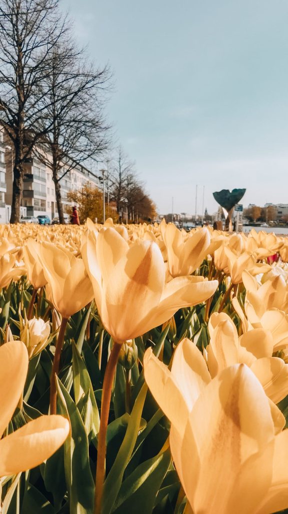 Spring in Turku, Finland – colorful tulips blooming in the city’s parks and streets.