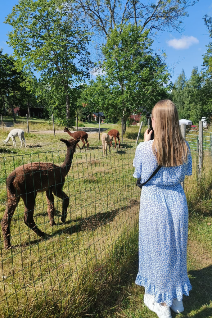 Me interacting with alpacas at Fiskars Village, Finnish countryside experience.