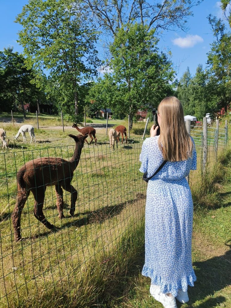 Person standing next to friendly alpacas in the picturesque Fiskars Village, Finland.