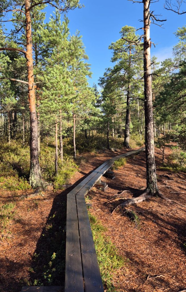Summer view of a Finnish national park featuring wooden boardwalks winding through lush green forest under a clear blue sky.