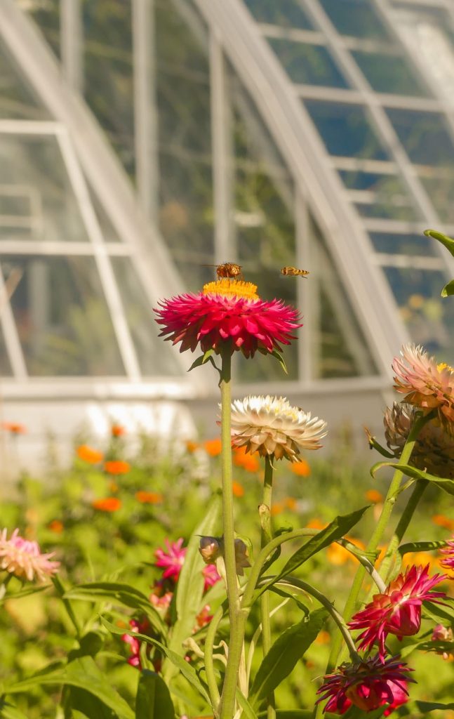 Vibrant summer flowers in a Finnish botanical garden with bees pollinating among the blossoms under the sunshine.
