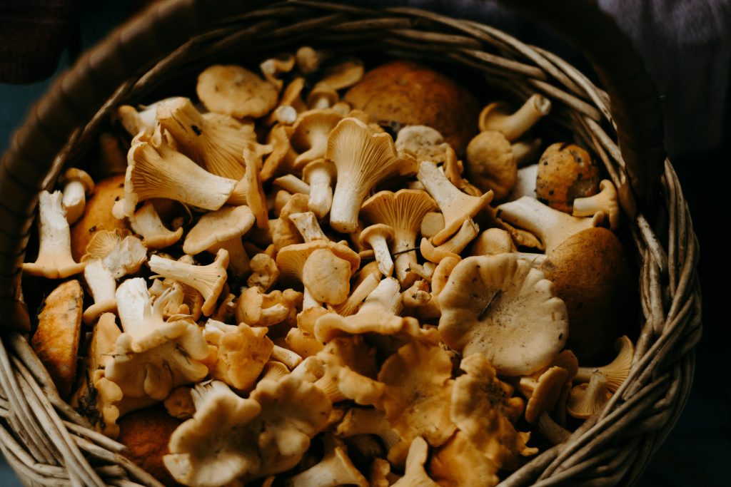 Fresh Finnish mushrooms, a traditional summer food you need to try