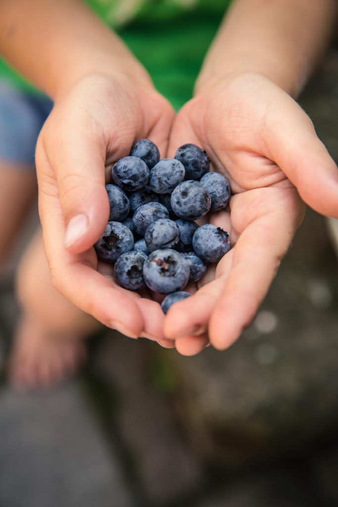 Fresh Finnish blueberries, a must-try traditional summer food in Finland