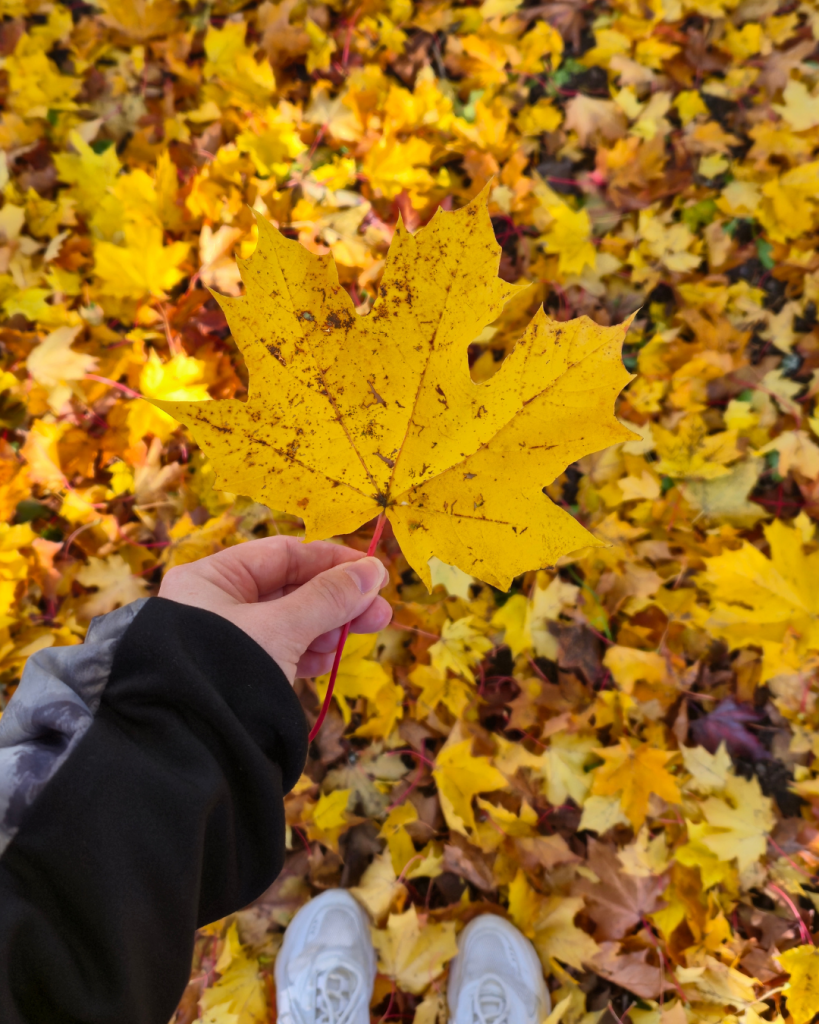 Person holding a colorful autumn leaf with fallen leaves covering the ground in Finland.