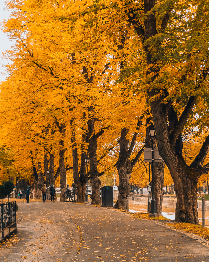 Turku street lined with colorful autumn trees in Finland.