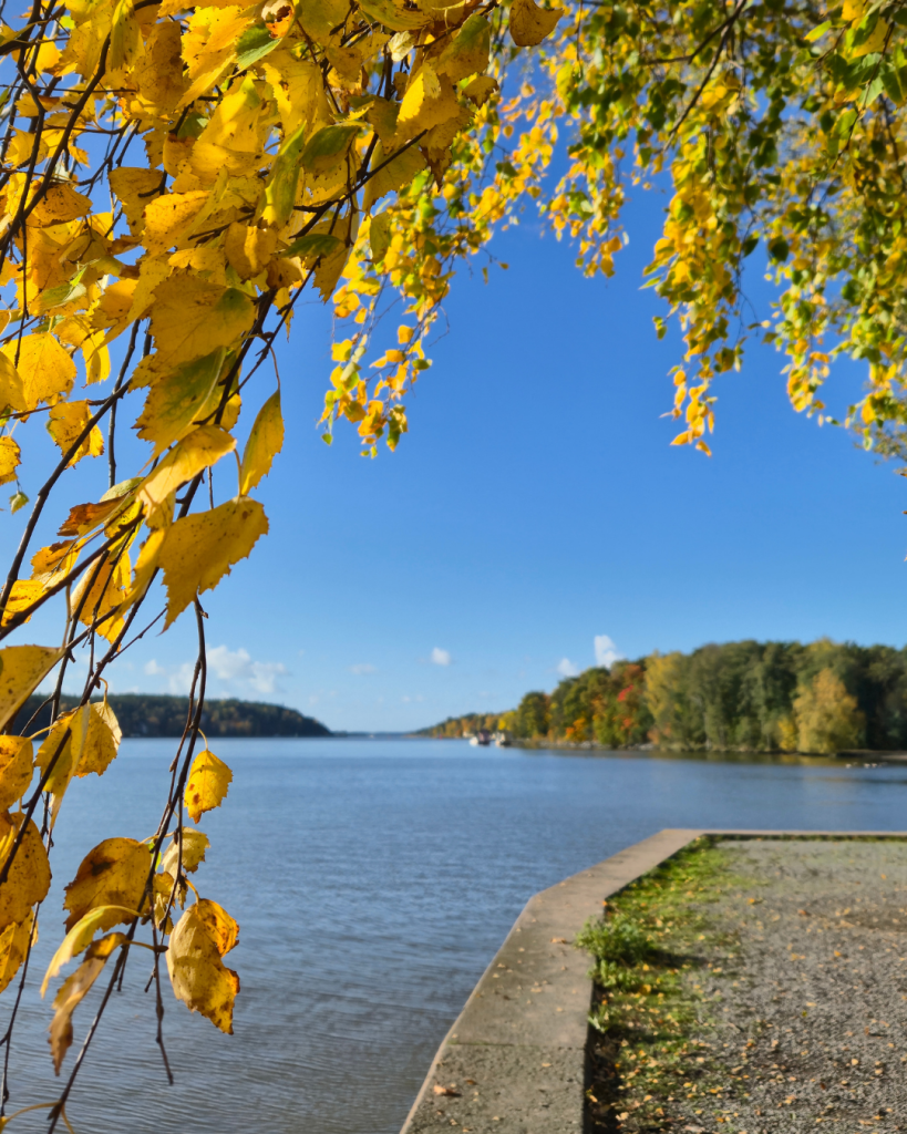 Sea view in Ruissalo, Turku, with colorful yellow autumn leaves along the shoreline.