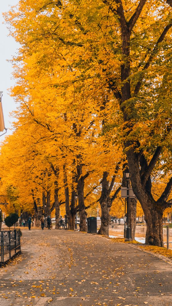 Exploring Turku in autumn, Finland: vibrant fall colors along city streets.