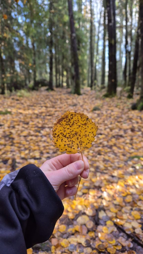 Hand holding a colorful autumn leaf in Finland.