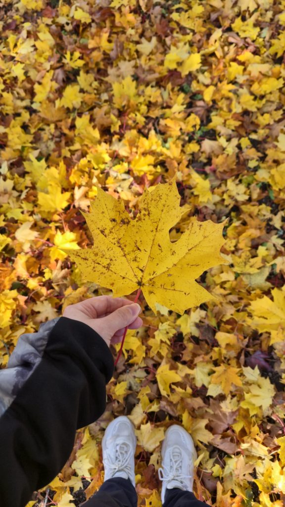 Holding a colorful autumn leaf with more leaves on the ground during a fall trip to Finland.