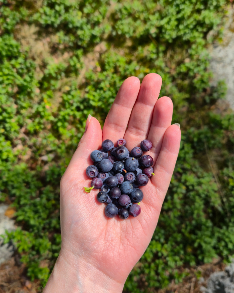 Fresh Finnish blueberries picked from the forest during summer.