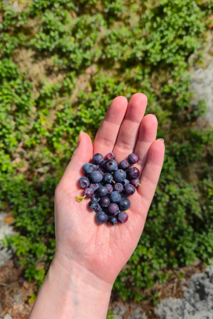 Hand holding freshly picked wild blueberries during a summer day in Finland.