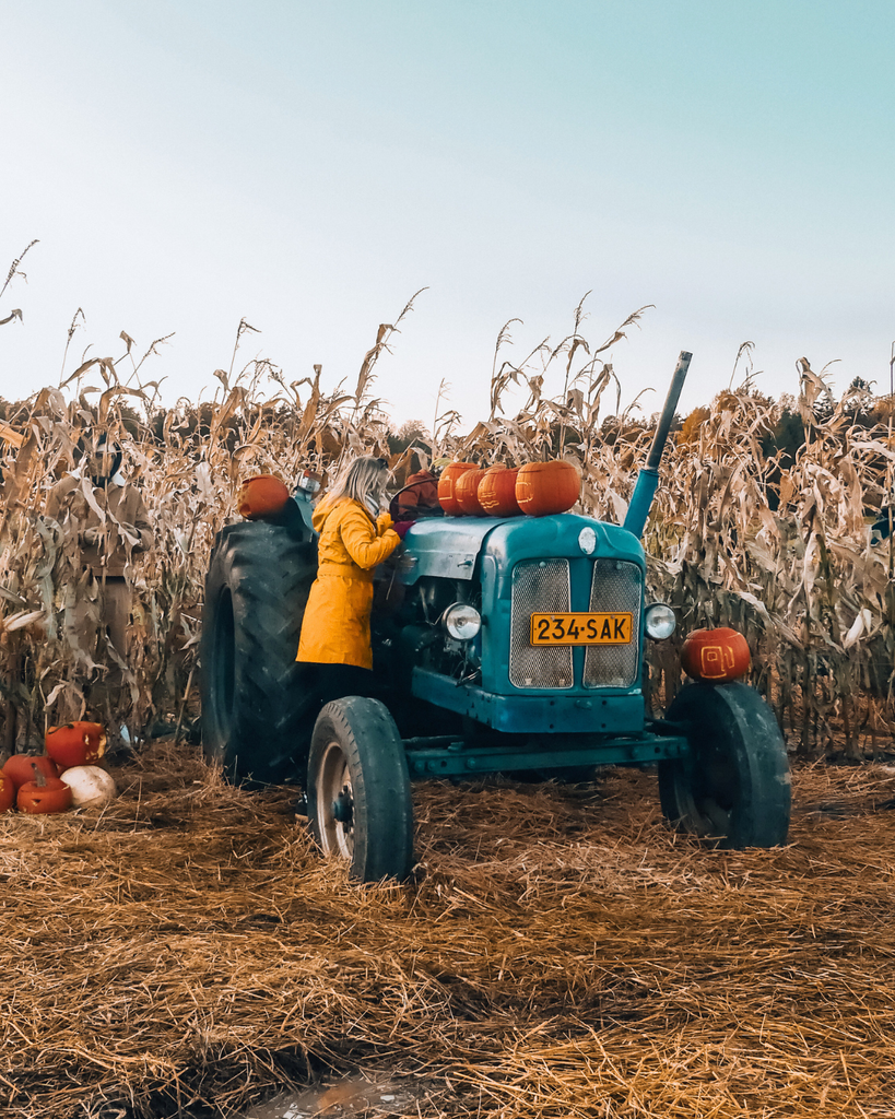Corn maze field with a tractor at Salo Pumpkin Park in Finland.