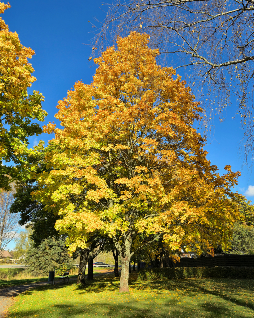 Colorful autumn trees in Finland with vibrant red, orange and yellow fall foliage.