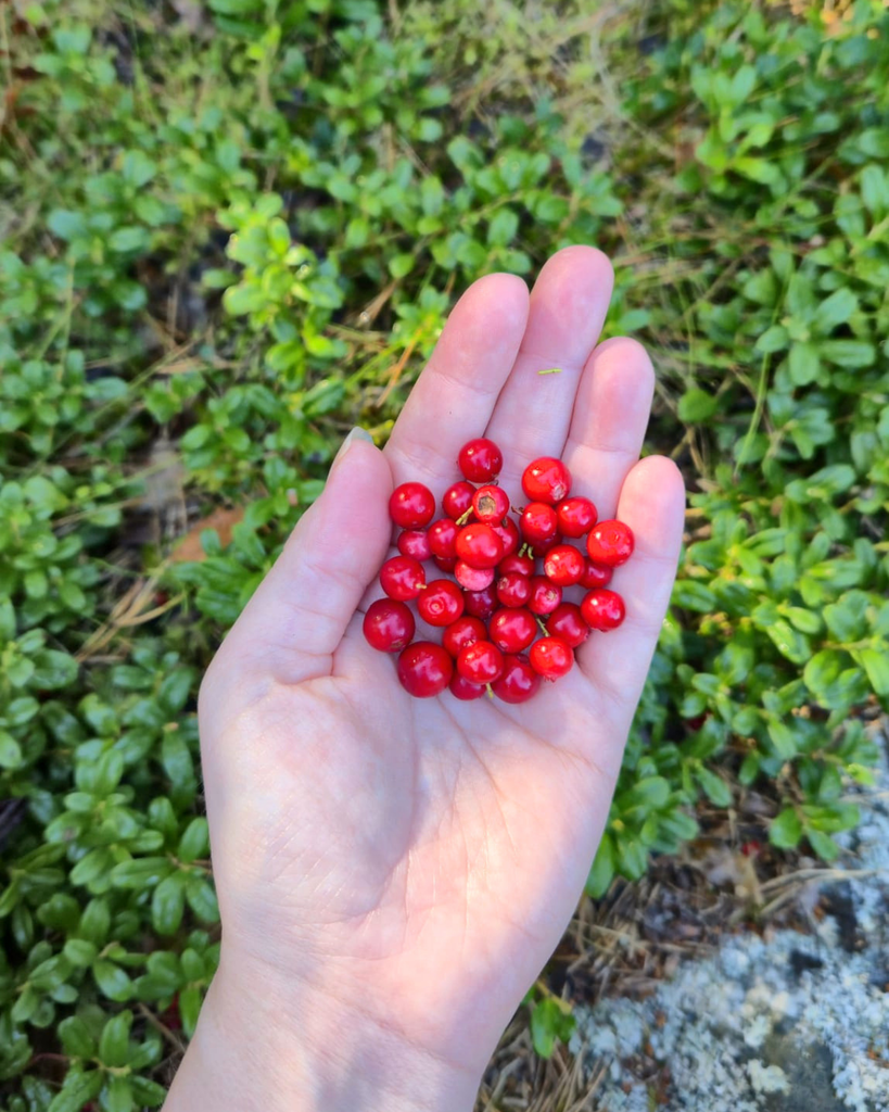 Hand holding freshly picked lingonberries in a Finnish forest during autumn foraging season.