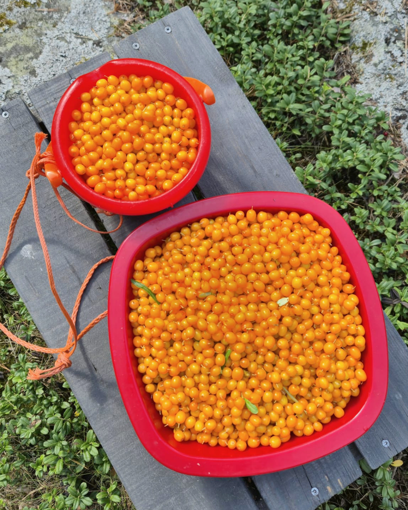 Freshly picked sea buckthorn berries in Finland after a day of autumn foraging, showing a colorful berry haul.