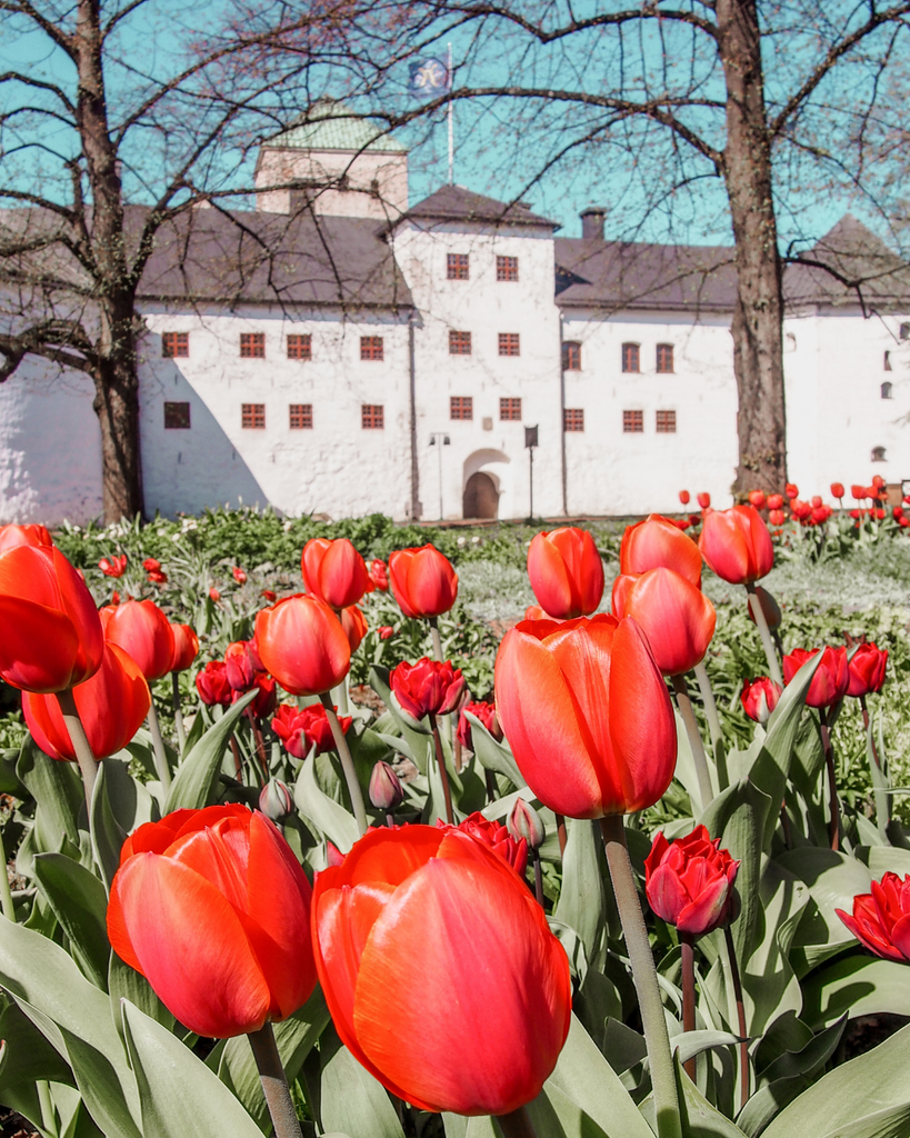 Spring flowers blooming in front of Turku Castle in Turku, Finland.