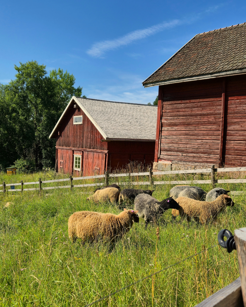 Sheep grazing in a field with a traditional wooden house in the background at Kuralan Kylämäki in Turku, Finland.