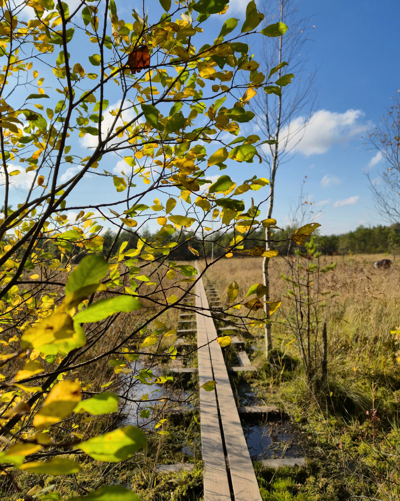 Wooden boardwalk winding through wet wetlands at Kurjenrahka National Park, with trees in the foreground on a sunny day.