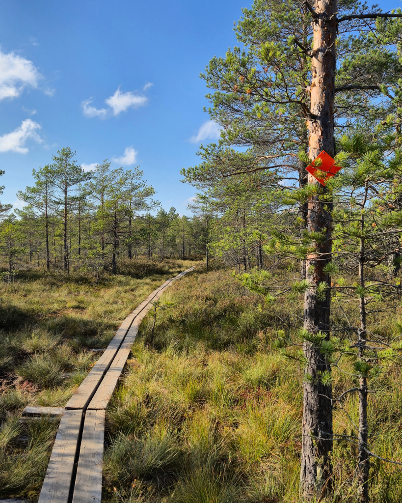 Wooden boardwalk winding through the wetlands at Kurjenrahka National Park, Finland.