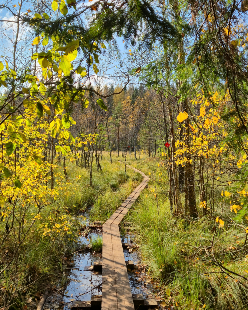 Wooden boardwalk winding through wet wetlands at Kurjenrahka National Park.