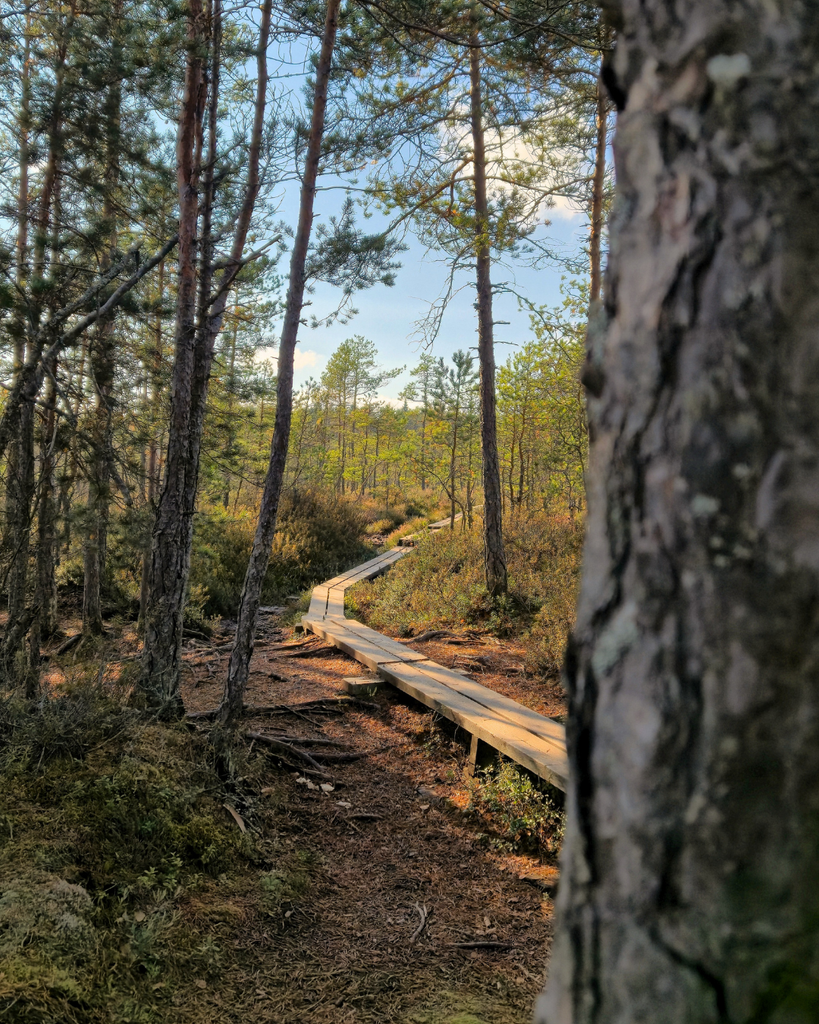 Wooden boardwalk winding through the forest at Kurjenrahka National Park, surrounded by trees and greenery.