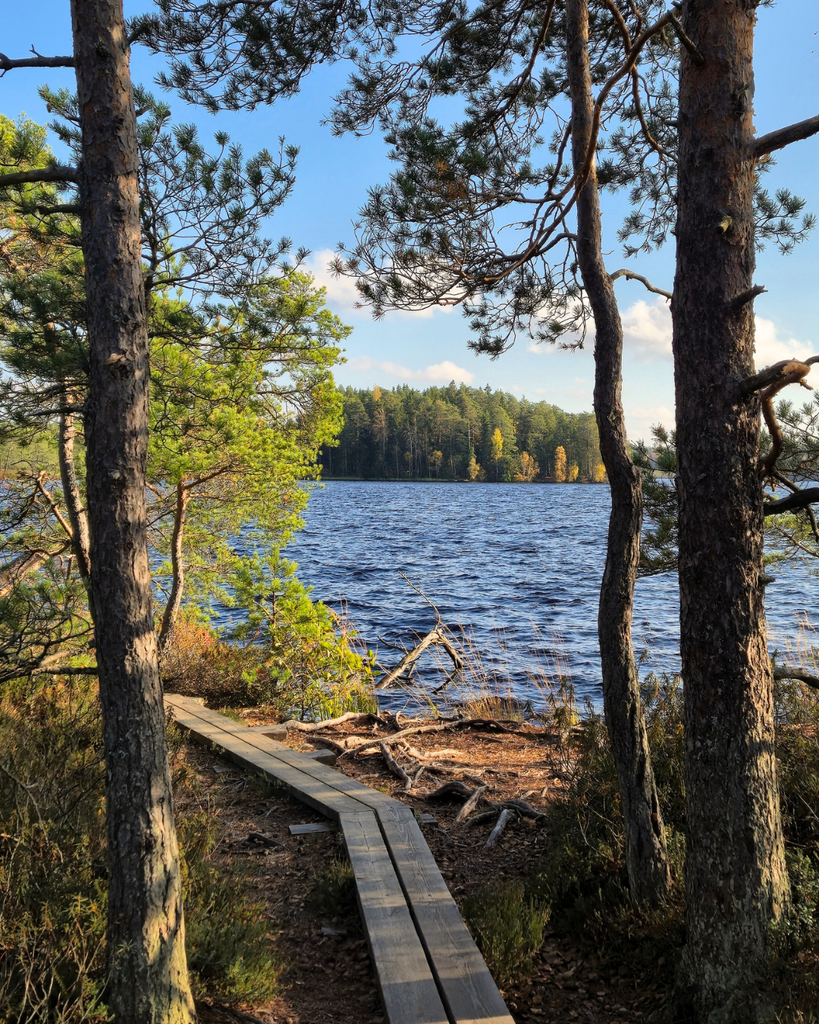 Wooden boardwalk leading toward Savojärvi Lake along the Savojärvi Trail in Kurjenrahka National Park.