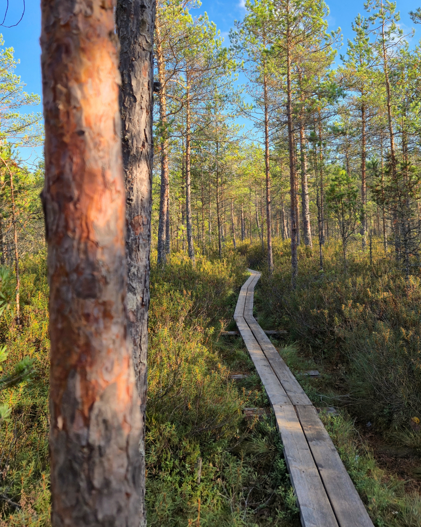 Wooden boardwalk winding through the wetlands at Kurjenrahka National Park, Finland.