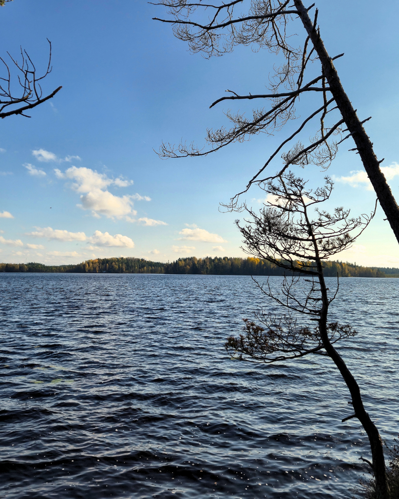 Scenic view of Savojärvi Lake surrounded by forest in Kurjenrahka National Park, Southwest Finland.