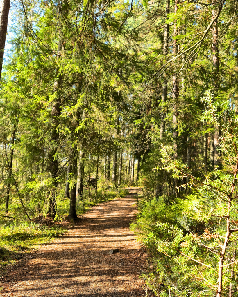 Wooden boardwalk winding through the forest along the Savojärvi Trail in Kurjenrahka National Park, Southwest Finland.