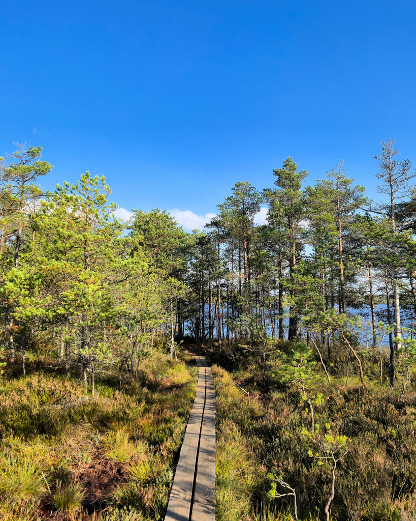 Wooden boardwalk on the Savojärvi Trail leading toward a scenic lake view in Kurjenrahka National Park, Finland.